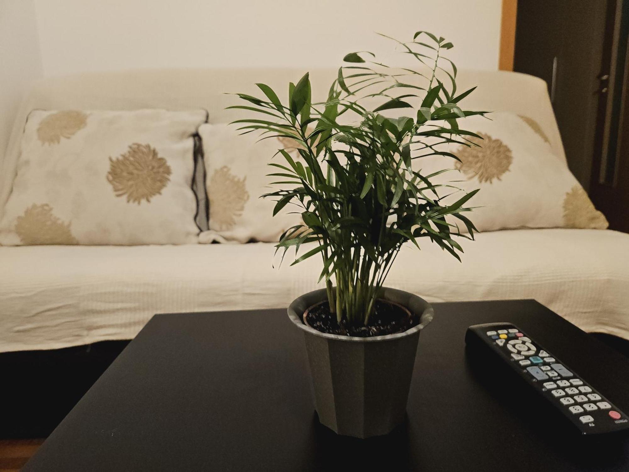 Apartament Bliss -ultracentral *